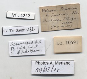 BE-RBINS-INV-MT-4232-Vivipara-iwakawa-st-label.jpg BE-RBINS-INV-MT-4232-Vivipara-iwakawa-st-label.jpg