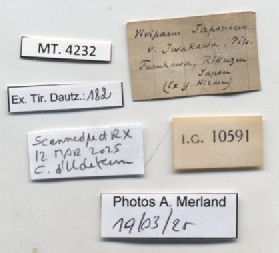 BE-RBINS-INV-MT-4232-Vivipara-iwakawa-st-label.jpg