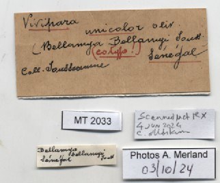 BE-RBINS-INV-MT-2033-Vivipara-unicolor-st-label.jpg BE-RBINS-INV-MT-2033-Vivipara-unicolor-st-label.jpg