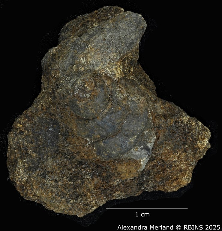 BE-RBINS-INV-MT-4291-Viviparus-coxi-pt-D.jpg BE-RBINS-INV-MT-4291-Viviparus-coxi-pt-D.jpg