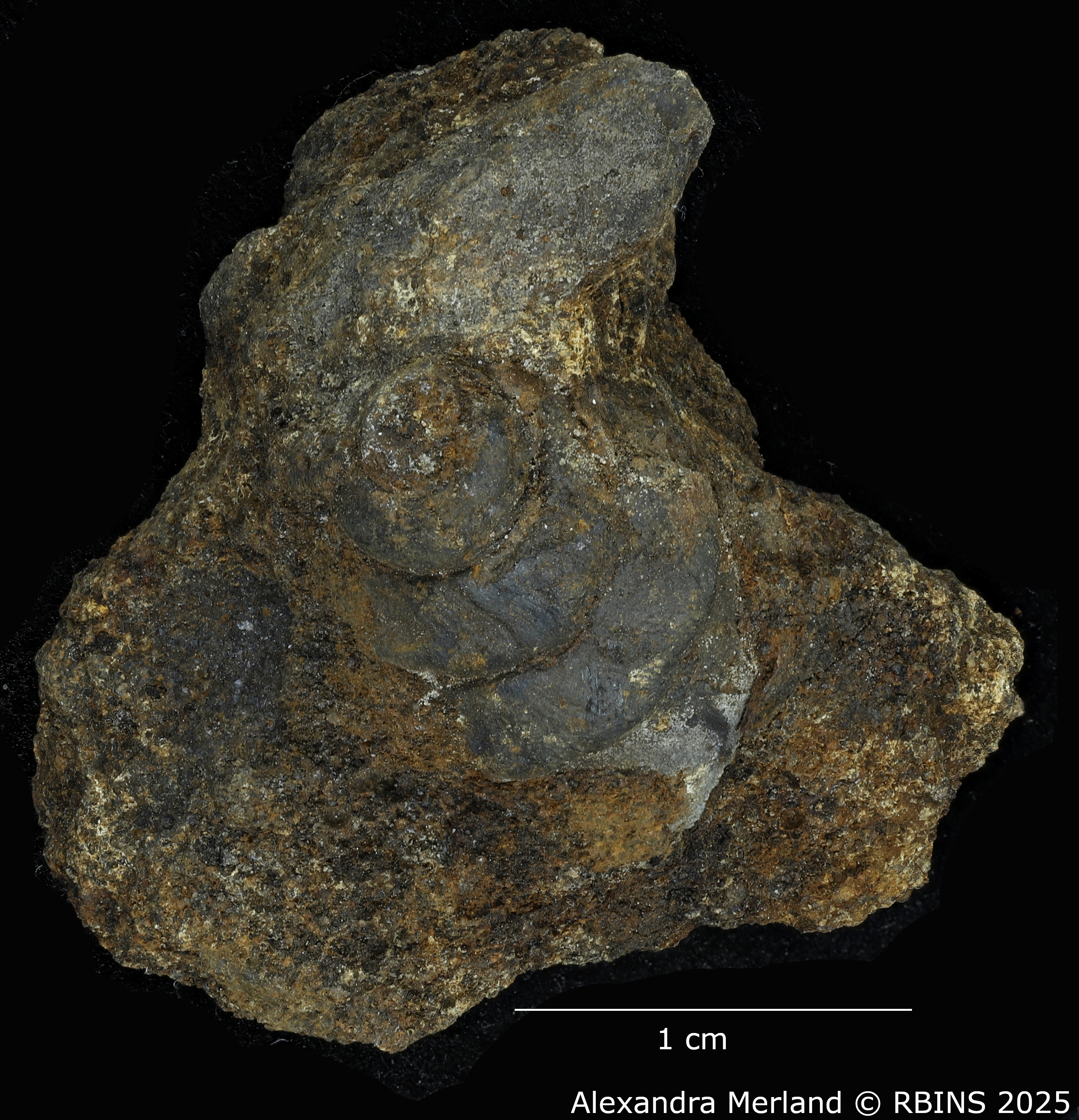 BE-RBINS-INV-MT-4291-Viviparus-coxi-pt-D.jpg