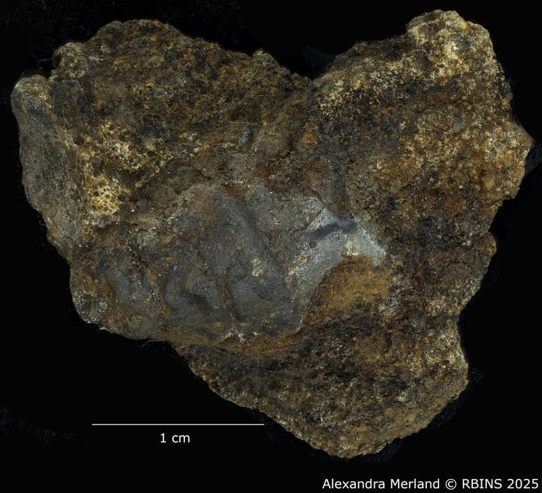 BE-RBINS-INV-MT-4291-Viviparus-coxi-pt-D2.jpg BE-RBINS-INV-MT-4291-Viviparus-coxi-pt-D2.jpg