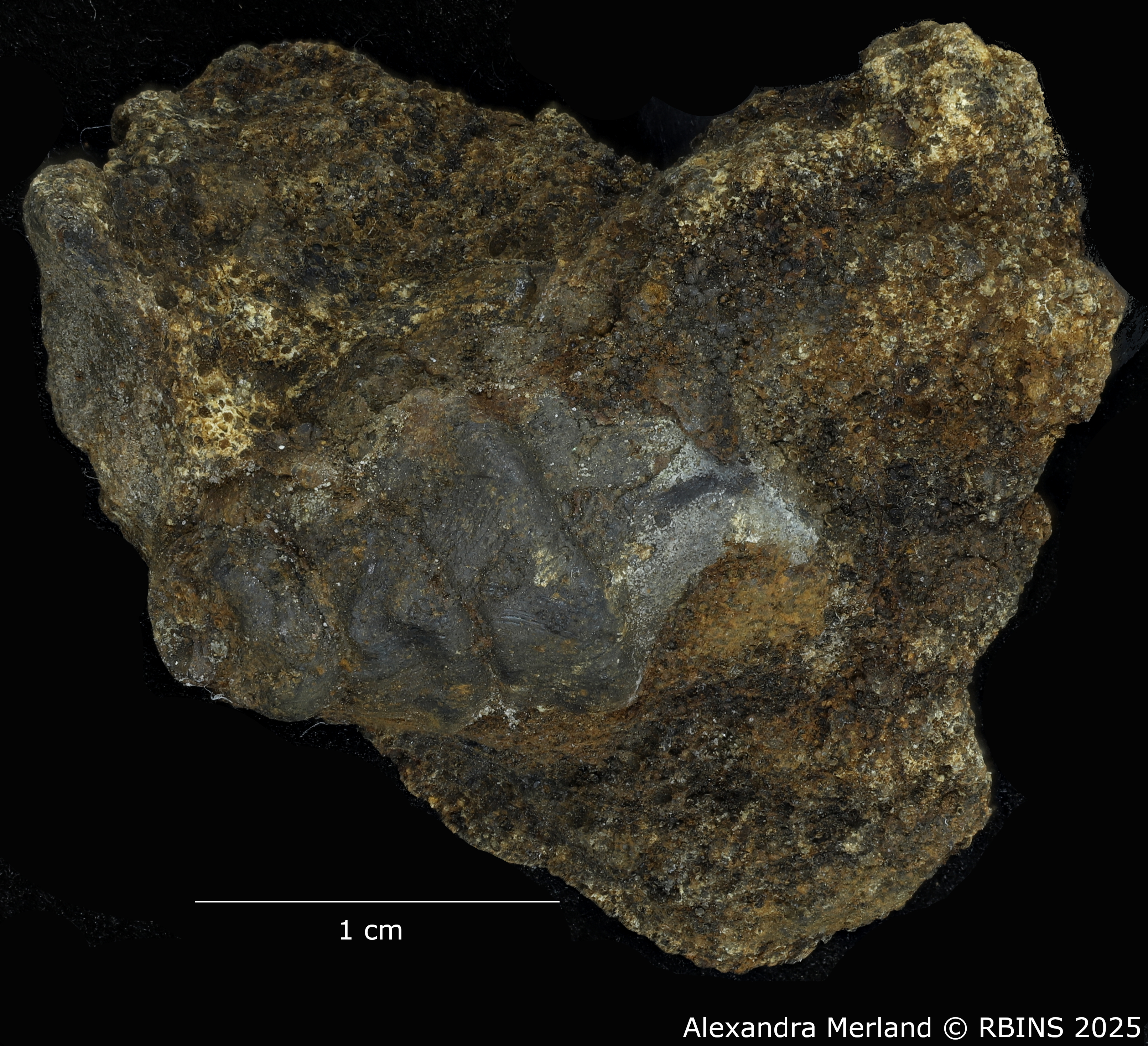 BE-RBINS-INV-MT-4291-Viviparus-coxi-pt-D2.jpg