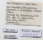 BE-RBINS-INV-MT-4291-Viviparus-coxi-pt-label.jpg BE-RBINS-INV-MT-4291-Viviparus-coxi-pt-label.jpg