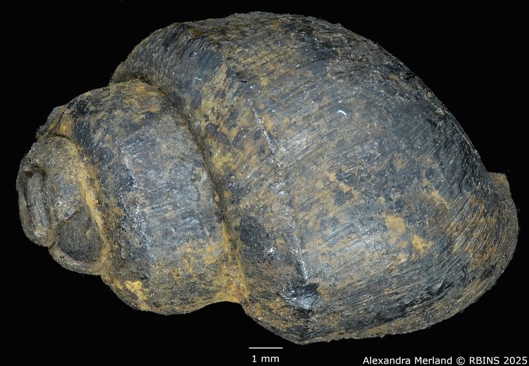 BE-RBINS-INV-MT-4288-Viviparus-cylindricus-pt-D.jpg BE-RBINS-INV-MT-4288-Viviparus-cylindricus-pt-D.jpg