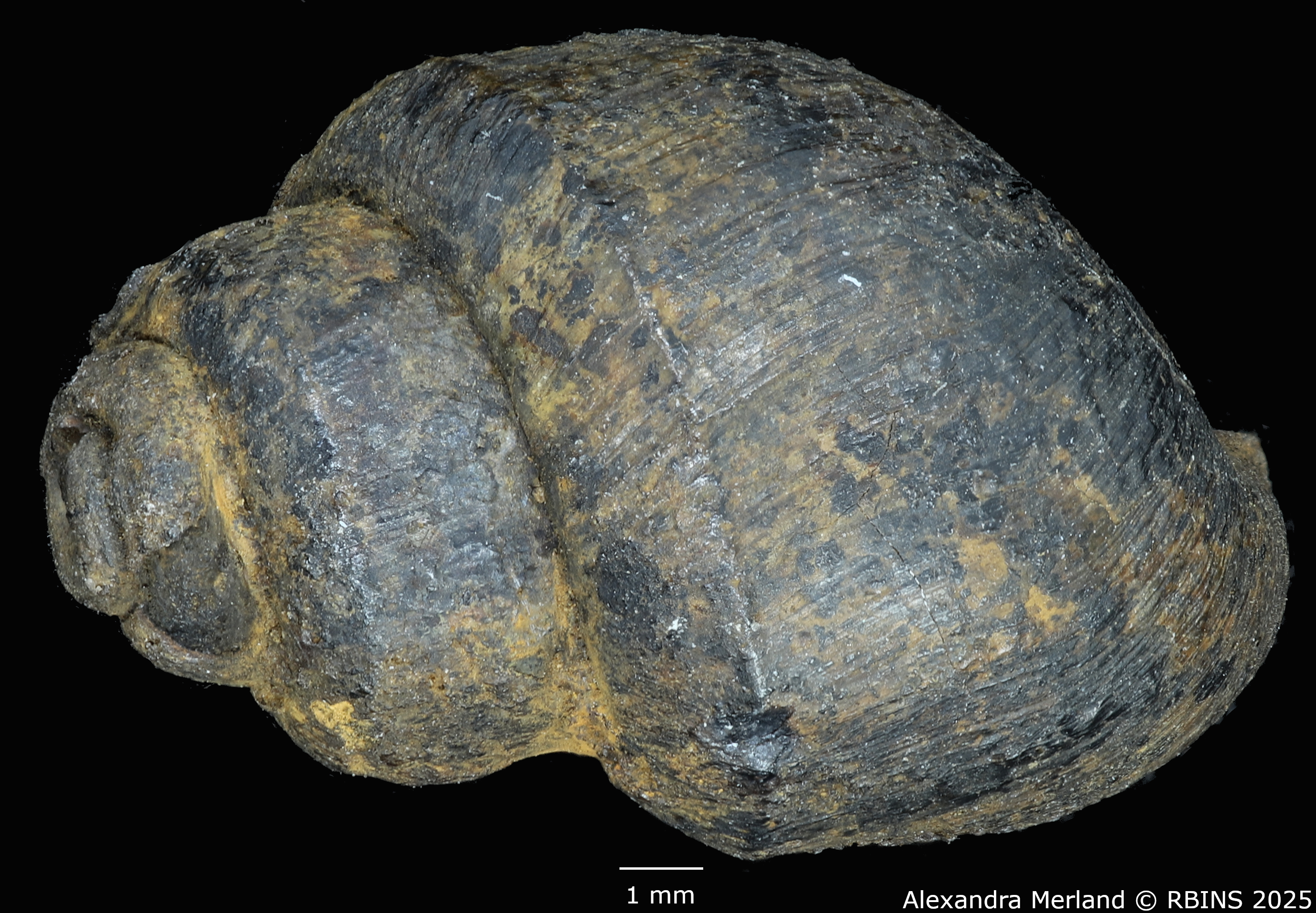 BE-RBINS-INV-MT-4288-Viviparus-cylindricus-pt-D.jpg