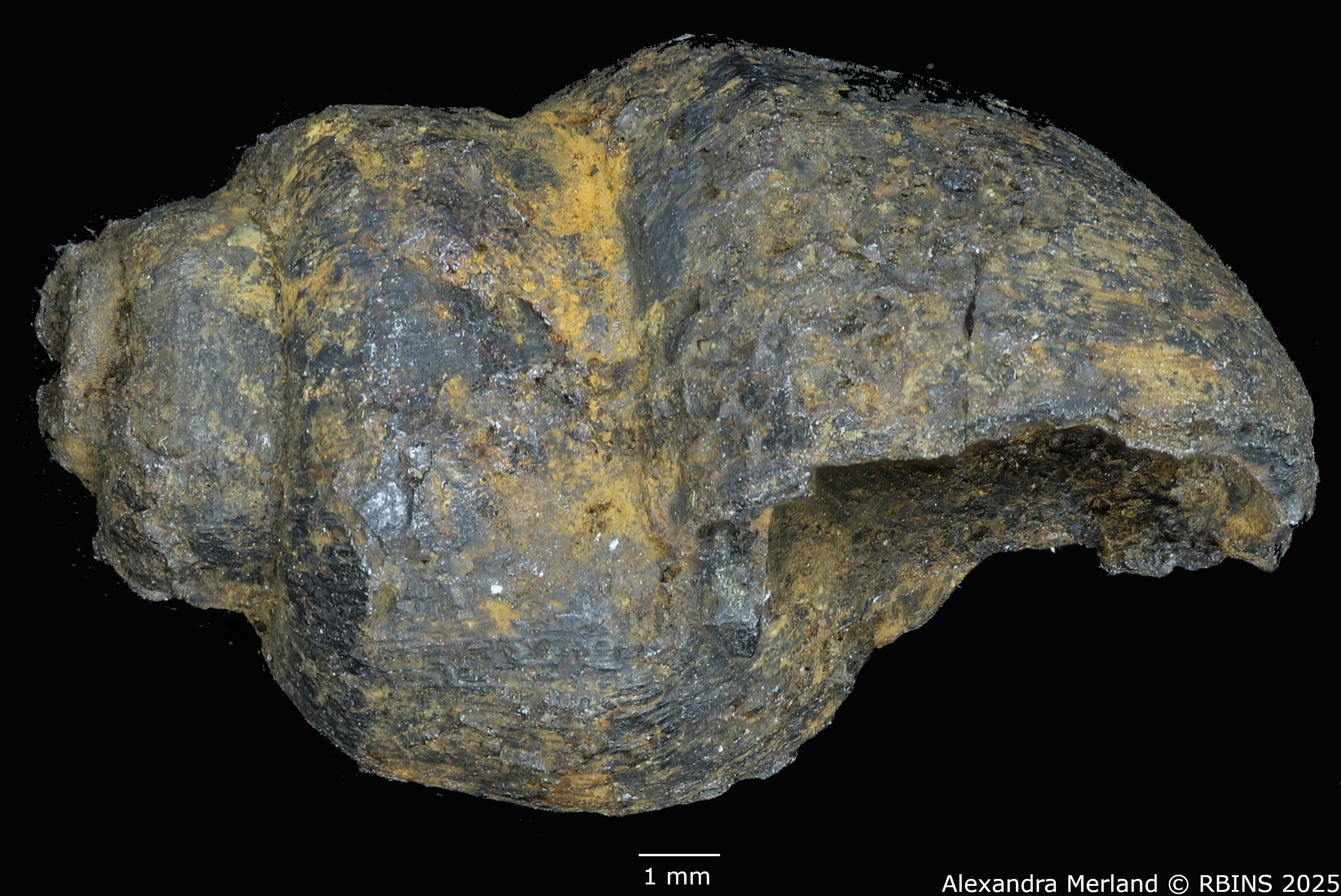 BE-RBINS-INV-MT-4288-Viviparus-cylindricus-pt-L.jpg