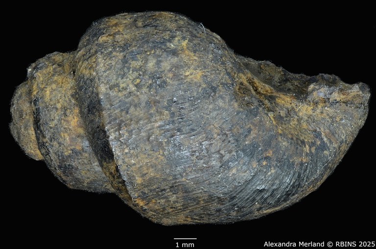 BE-RBINS-INV-MT-4288-Viviparus-cylindricus-pt-L2.jpg BE-RBINS-INV-MT-4288-Viviparus-cylindricus-pt-L2.jpg