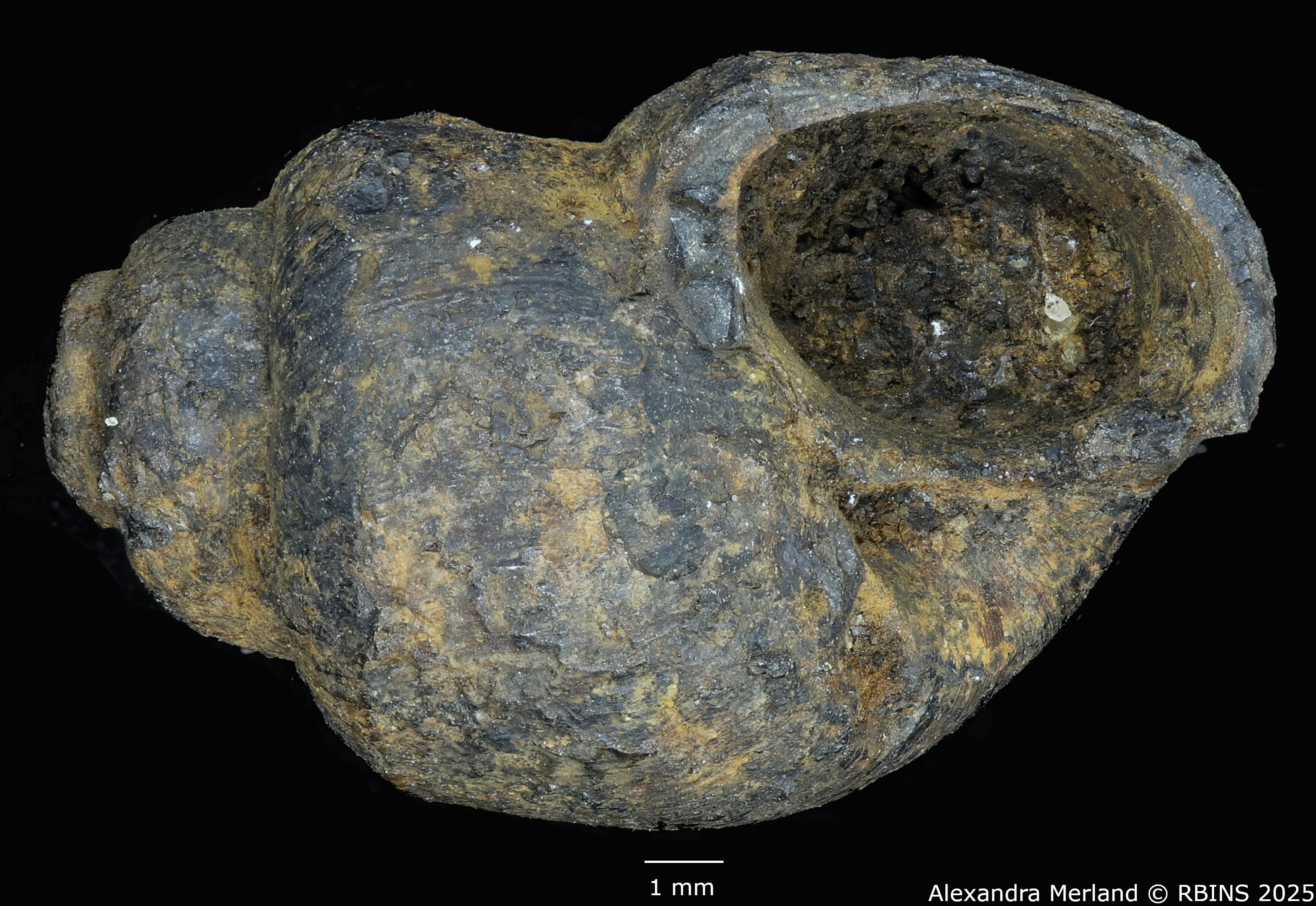 BE-RBINS-INV-MT-4288-Viviparus-cylindricus-pt-V.jpg