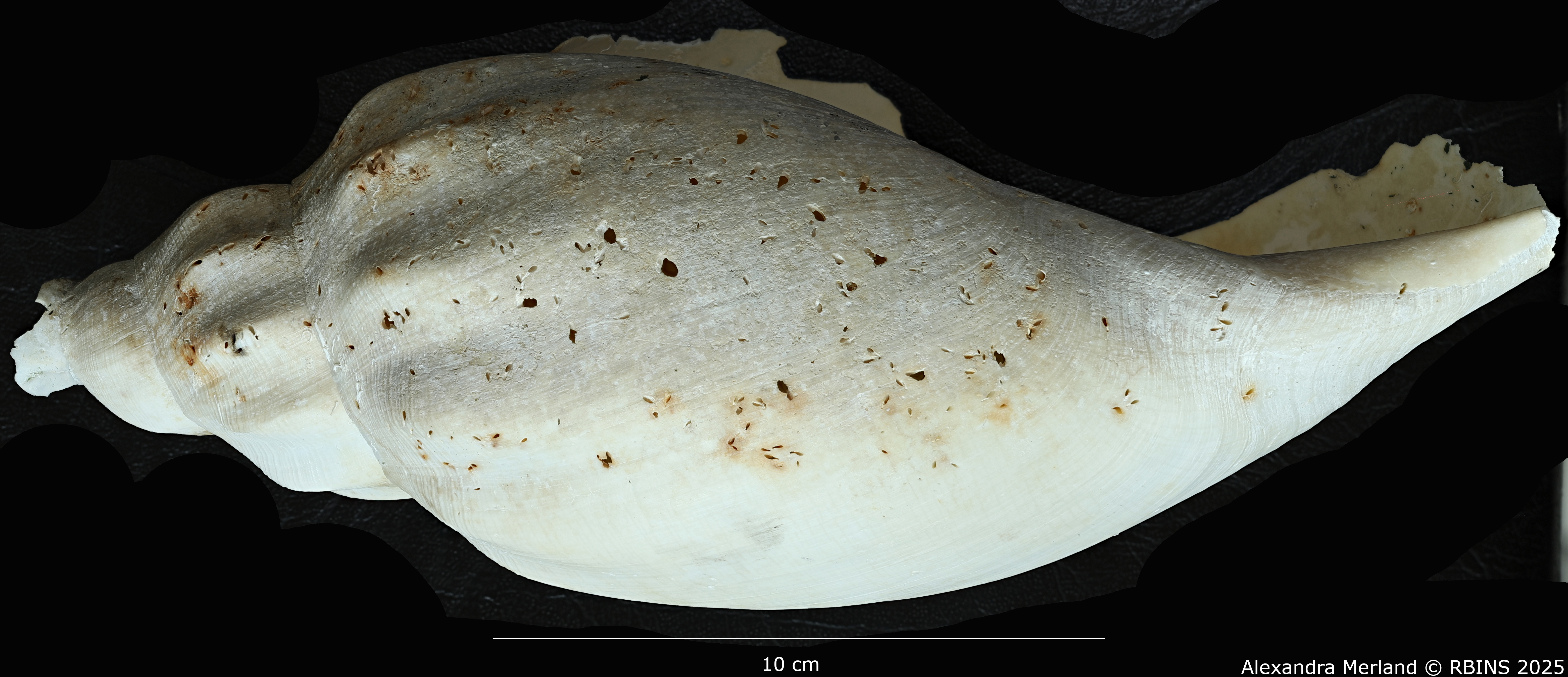 BE-RBINS-INV-MT-434-Cottonia-joerinkensi-ht-L2.jpg