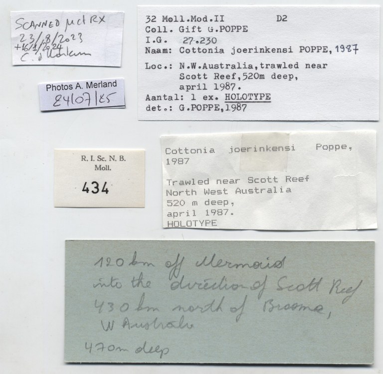 BE-RBINS-INV-MT-434-Cottonia-joerinkensi-ht-label.jpg