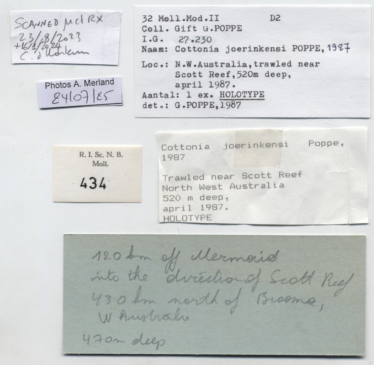 BE-RBINS-INV-MT-434-Cottonia-joerinkensi-ht-label.jpg