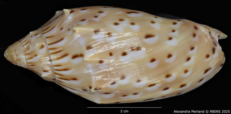 BE-RBINS-INV-MT-429-Cymbiola-(Cymbiolacca)-pulchra-houarti-ht-D.jpg
