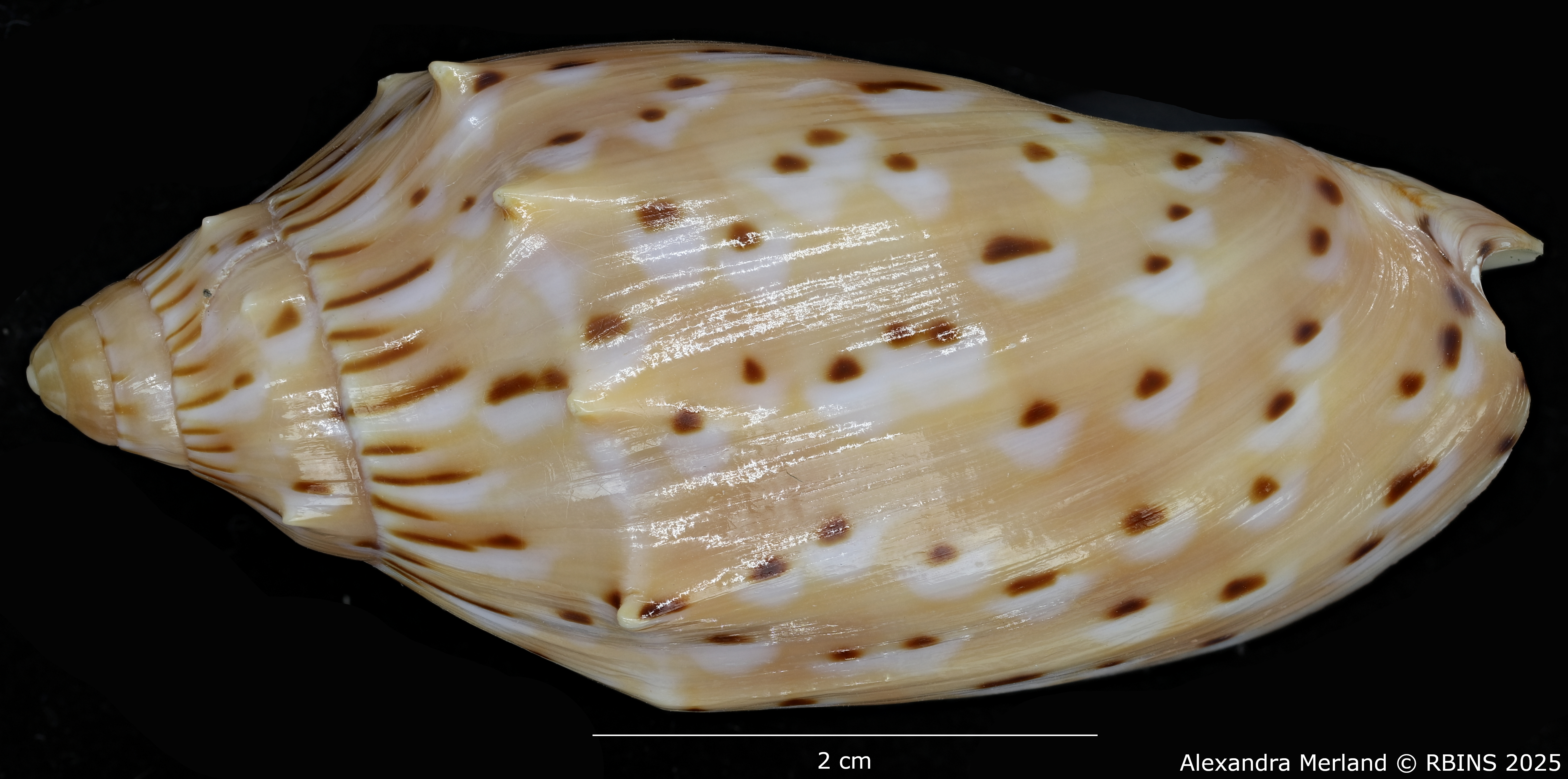 BE-RBINS-INV-MT-429-Cymbiola-(Cymbiolacca)-pulchra-houarti-ht-D.jpg