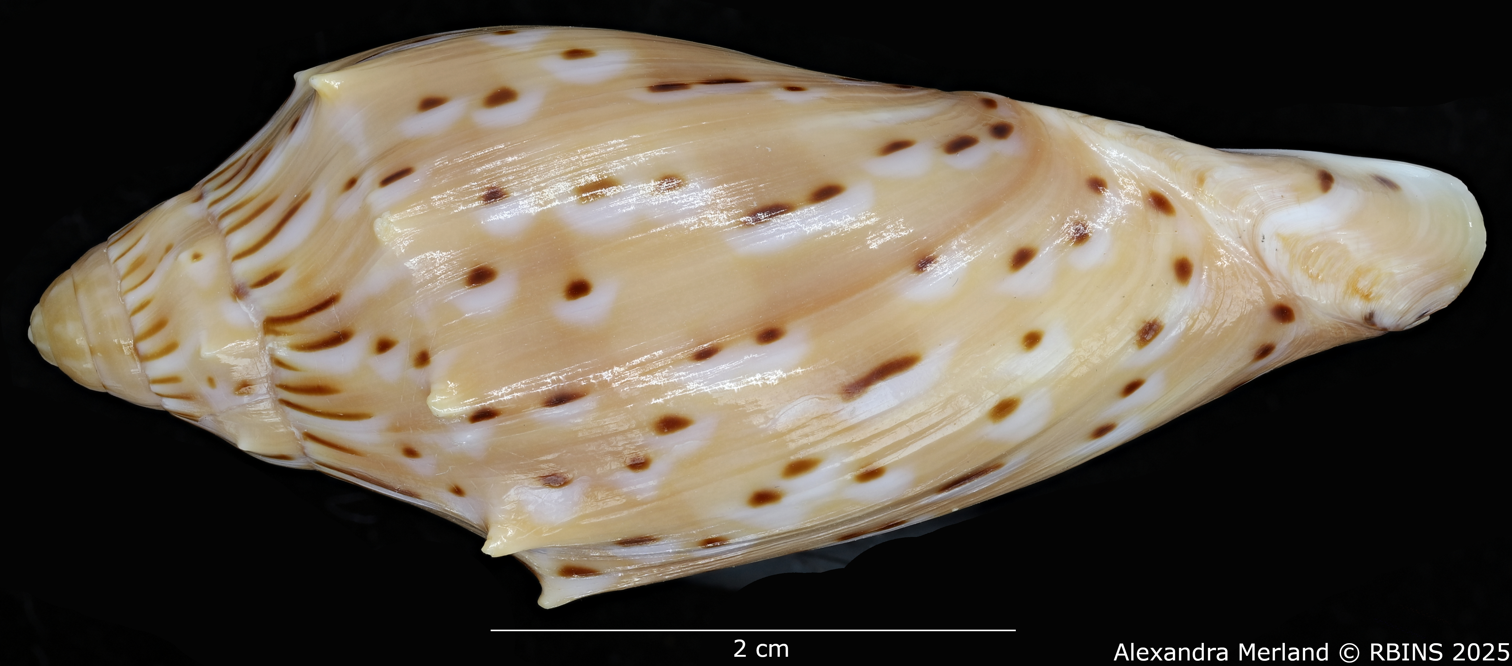 BE-RBINS-INV-MT-429-Cymbiola-(Cymbiolacca)-pulchra-houarti-ht-L2.jpg