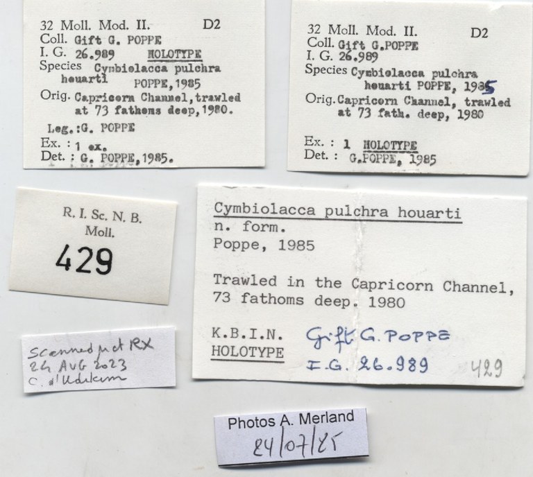 BE-RBINS-INV-MT-429-Cymbiola-(Cymbiolacca)-pulchra-houarti-ht-label.jpg