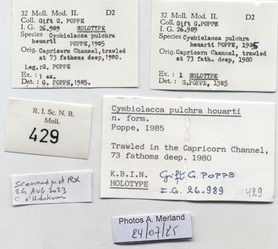 BE-RBINS-INV-MT-429-Cymbiola-(Cymbiolacca)-pulchra-houarti-ht-label.jpg