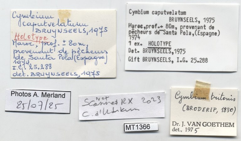 BE-RBINS-INV-MT-1366-Cymbium-caputvelatum-ht-label.jpg BE-RBINS-INV-MT-1366-Cymbium-caputvelatum-ht-label.jpg