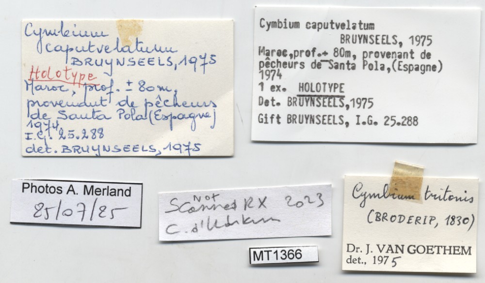 BE-RBINS-INV-MT-1366-Cymbium-caputvelatum-ht-label.jpg