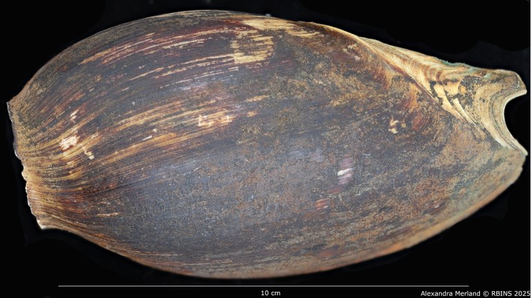 BE-RBINS-INV-MT-3618-Cymbium-coenyei-ht-D.jpg BE-RBINS-INV-MT-3618-Cymbium-coenyei-ht-D.jpg