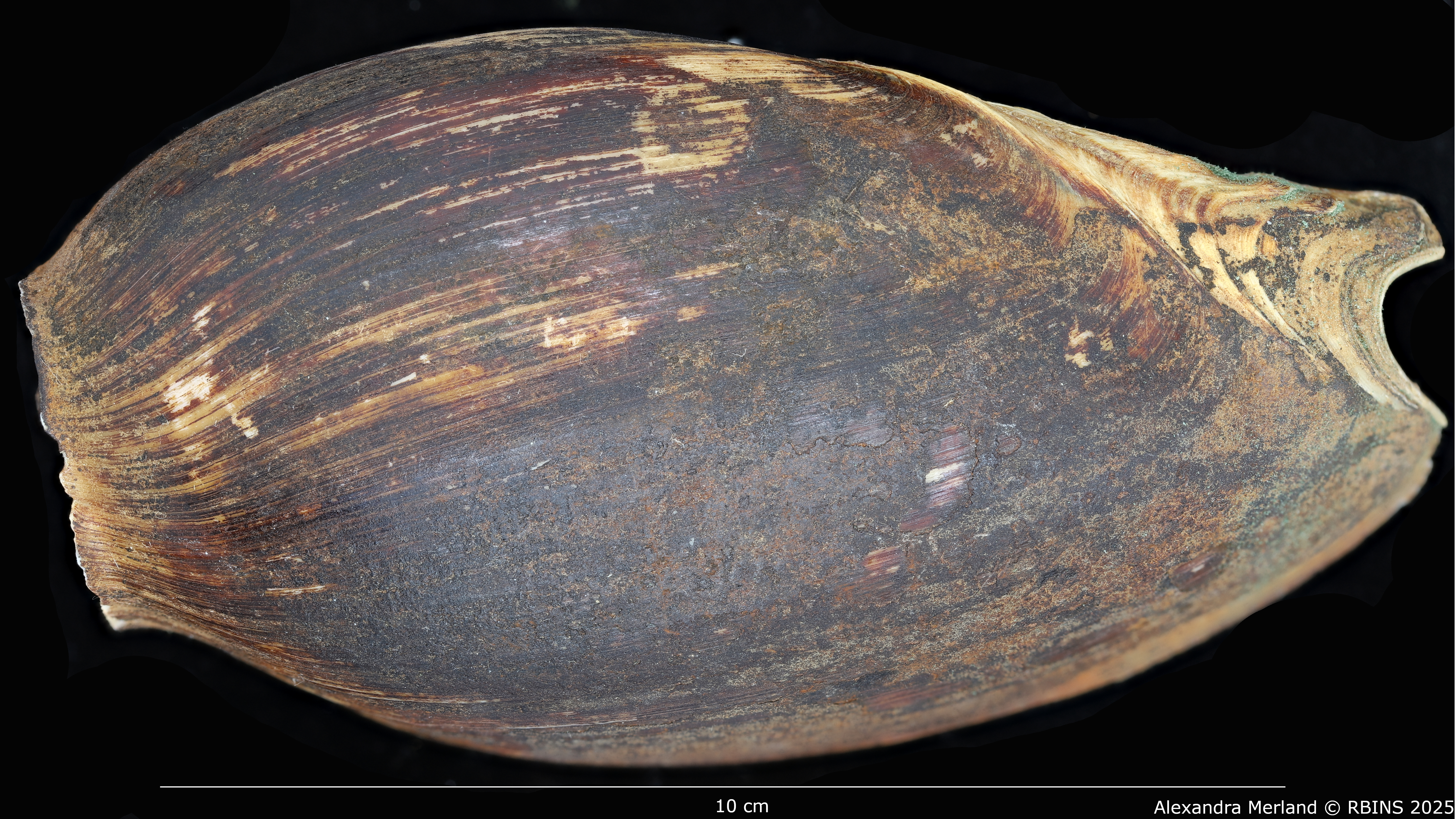BE-RBINS-INV-MT-3618-Cymbium-coenyei-ht-D.jpg