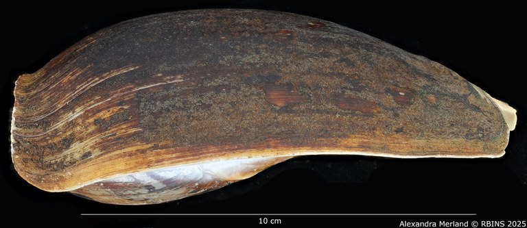 BE-RBINS-INV-MT-3618-Cymbium-coenyei-ht-L.jpg BE-RBINS-INV-MT-3618-Cymbium-coenyei-ht-L.jpg