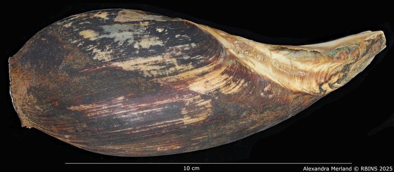 BE-RBINS-INV-MT-3618-Cymbium-coenyei-ht-L2.jpg BE-RBINS-INV-MT-3618-Cymbium-coenyei-ht-L2.jpg