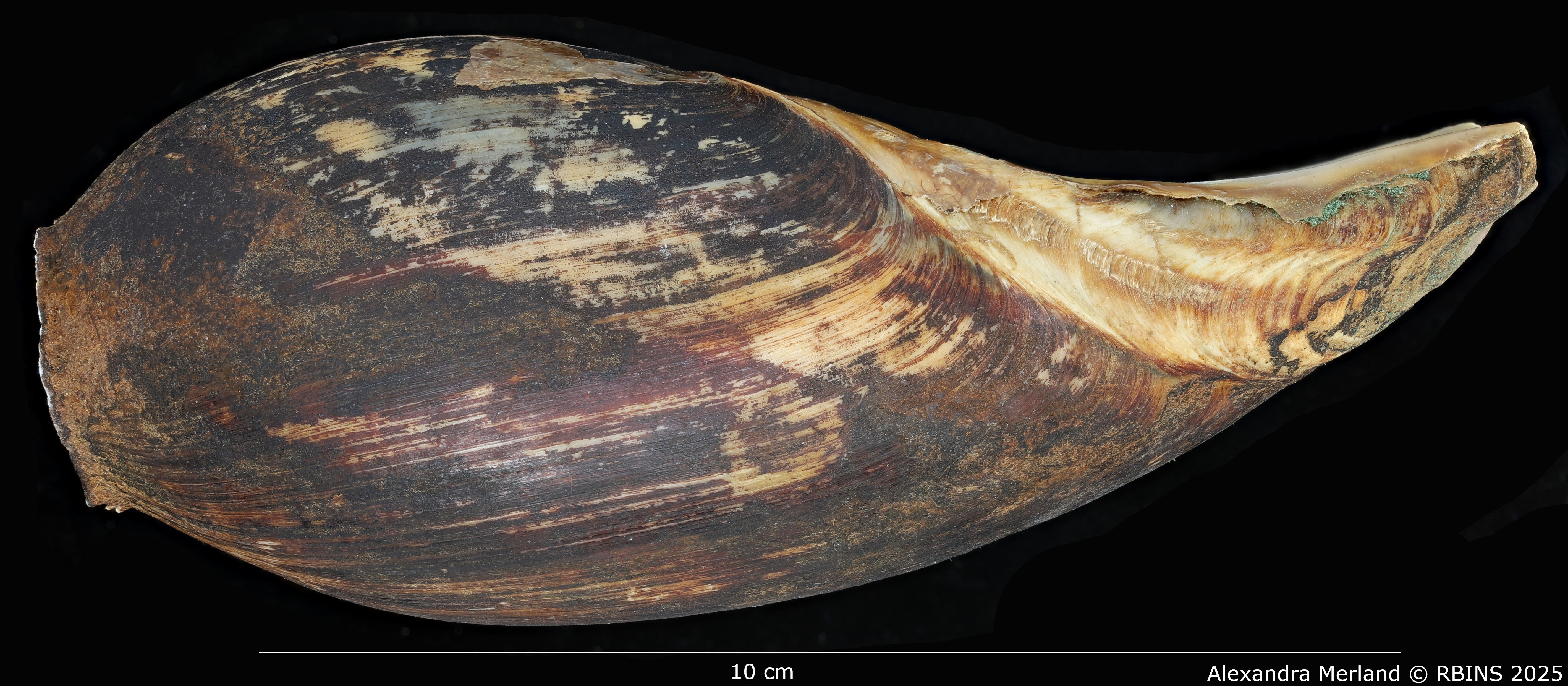 BE-RBINS-INV-MT-3618-Cymbium-coenyei-ht-L2.jpg