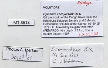 BE-RBINS-INV-MT-3618-Cymbium-coenyei-ht-label.jpg BE-RBINS-INV-MT-3618-Cymbium-coenyei-ht-label.jpg