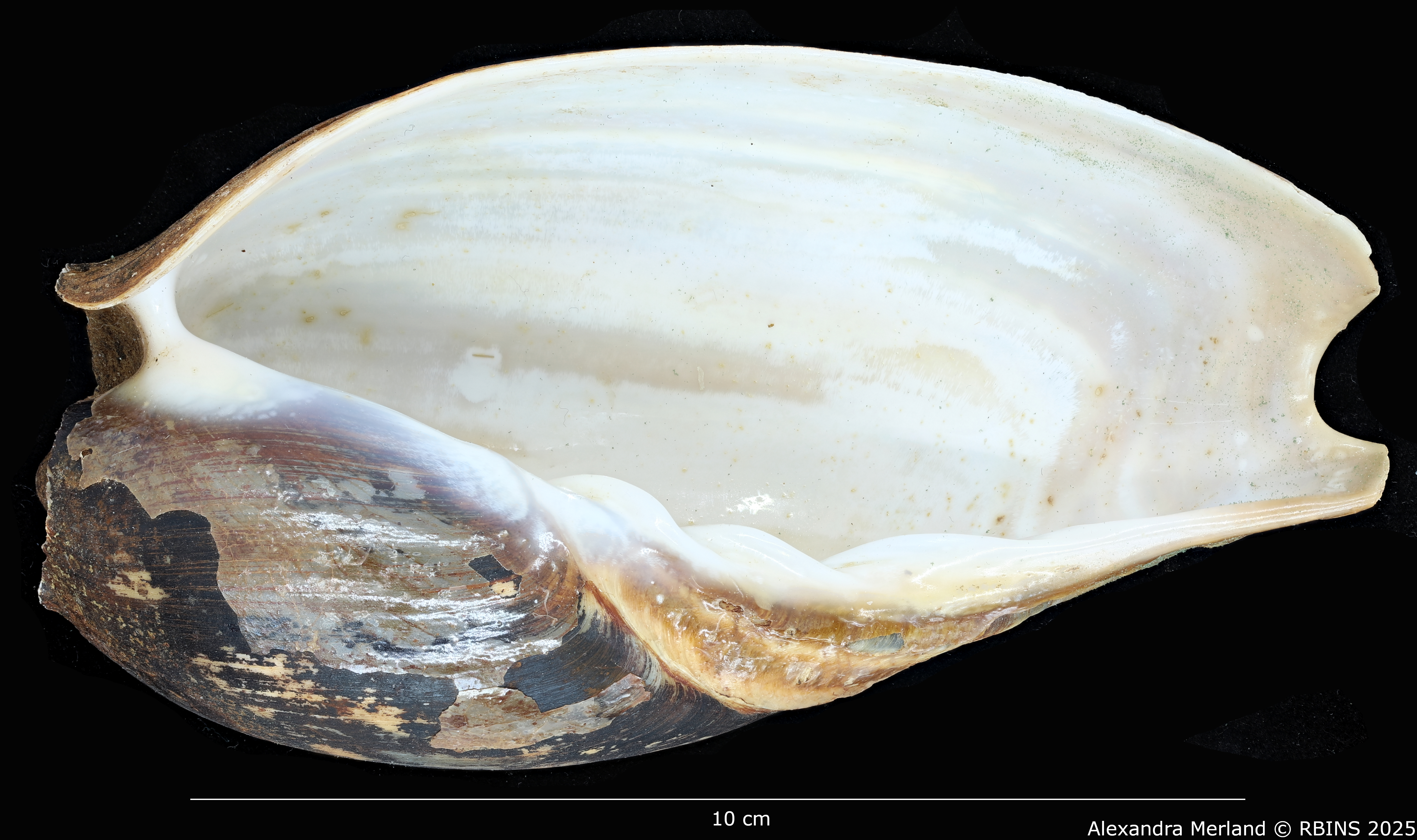 BE-RBINS-INV-MT-3618-Cymbium-coenyei-ht-V.jpg