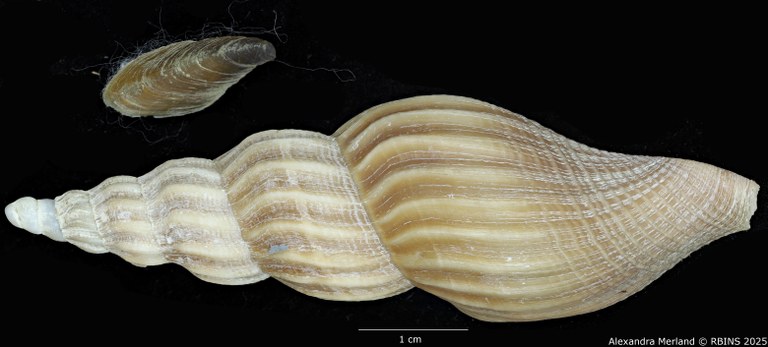BE-RBINS-INV-MT-449-Fusivoluta-lemaitrei-ht-D.jpg BE-RBINS-INV-MT-449-Fusivoluta-lemaitrei-ht-D.jpg