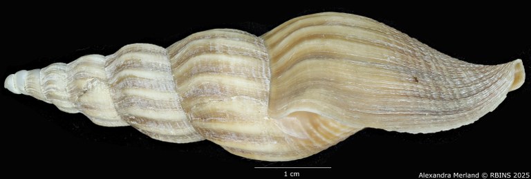 BE-RBINS-INV-MT-449-Fusivoluta-lemaitrei-ht-L.jpg BE-RBINS-INV-MT-449-Fusivoluta-lemaitrei-ht-L.jpg