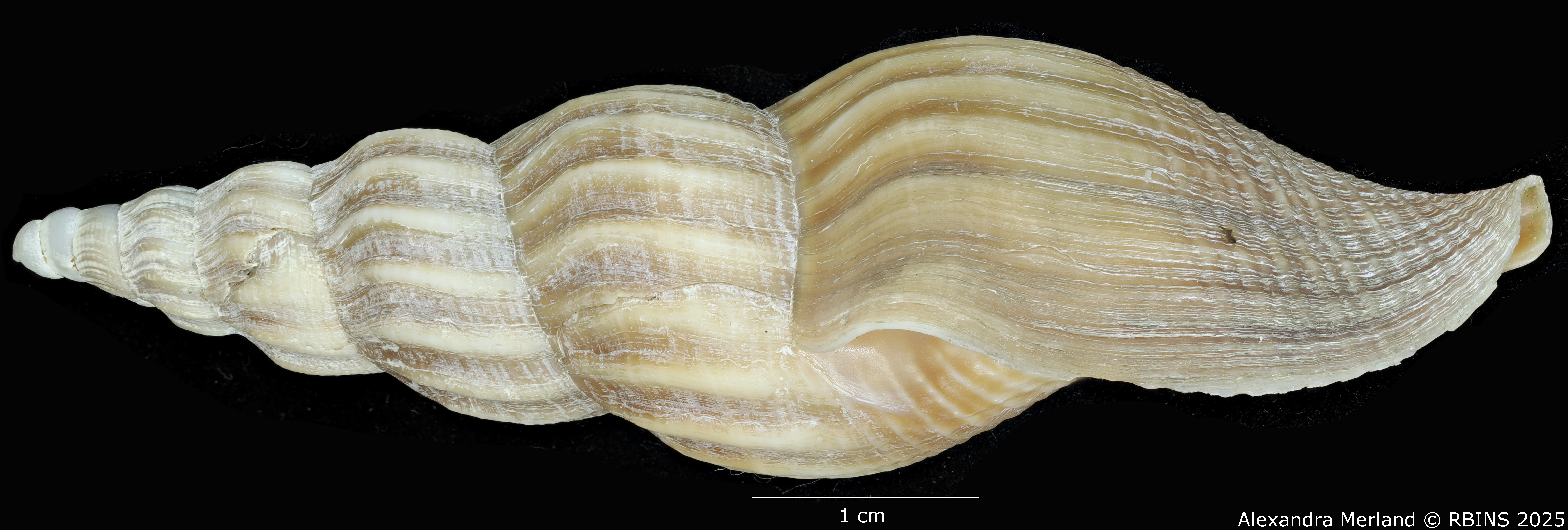 BE-RBINS-INV-MT-449-Fusivoluta-lemaitrei-ht-L.jpg