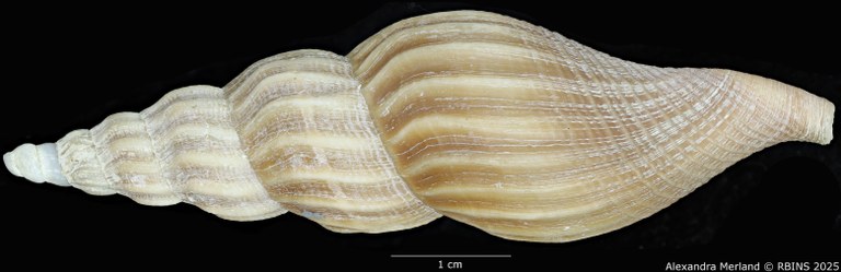 BE-RBINS-INV-MT-449-Fusivoluta-lemaitrei-ht-L2.jpg BE-RBINS-INV-MT-449-Fusivoluta-lemaitrei-ht-L2.jpg