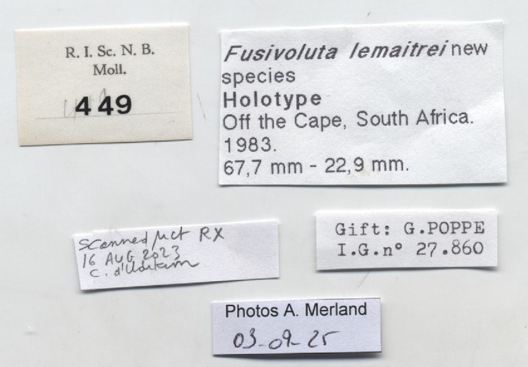 BE-RBINS-INV-MT-449-Fusivoluta-lemaitrei-ht-label.jpg BE-RBINS-INV-MT-449-Fusivoluta-lemaitrei-ht-label.jpg