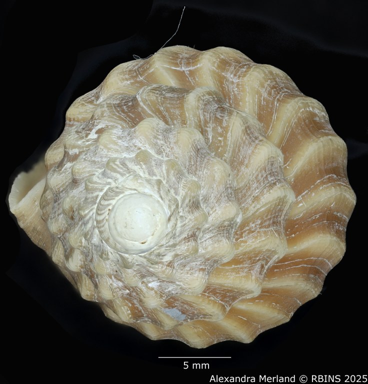 BE-RBINS-INV-MT-449-Fusivoluta-lemaitrei-ht-Top.jpg BE-RBINS-INV-MT-449-Fusivoluta-lemaitrei-ht-Top.jpg