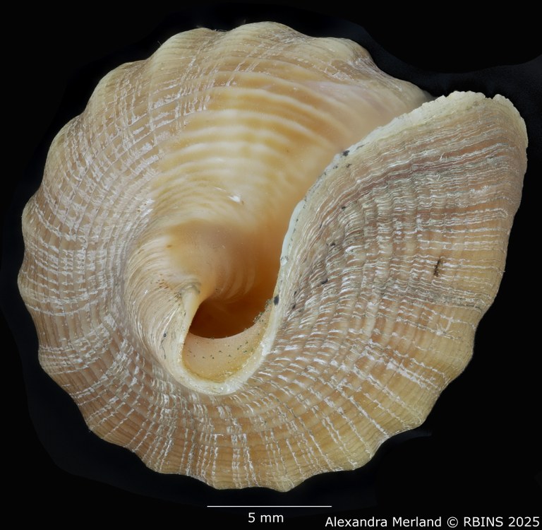 BE-RBINS-INV-MT-449-Fusivoluta-lemaitrei-ht-Top2.jpg BE-RBINS-INV-MT-449-Fusivoluta-lemaitrei-ht-Top2.jpg