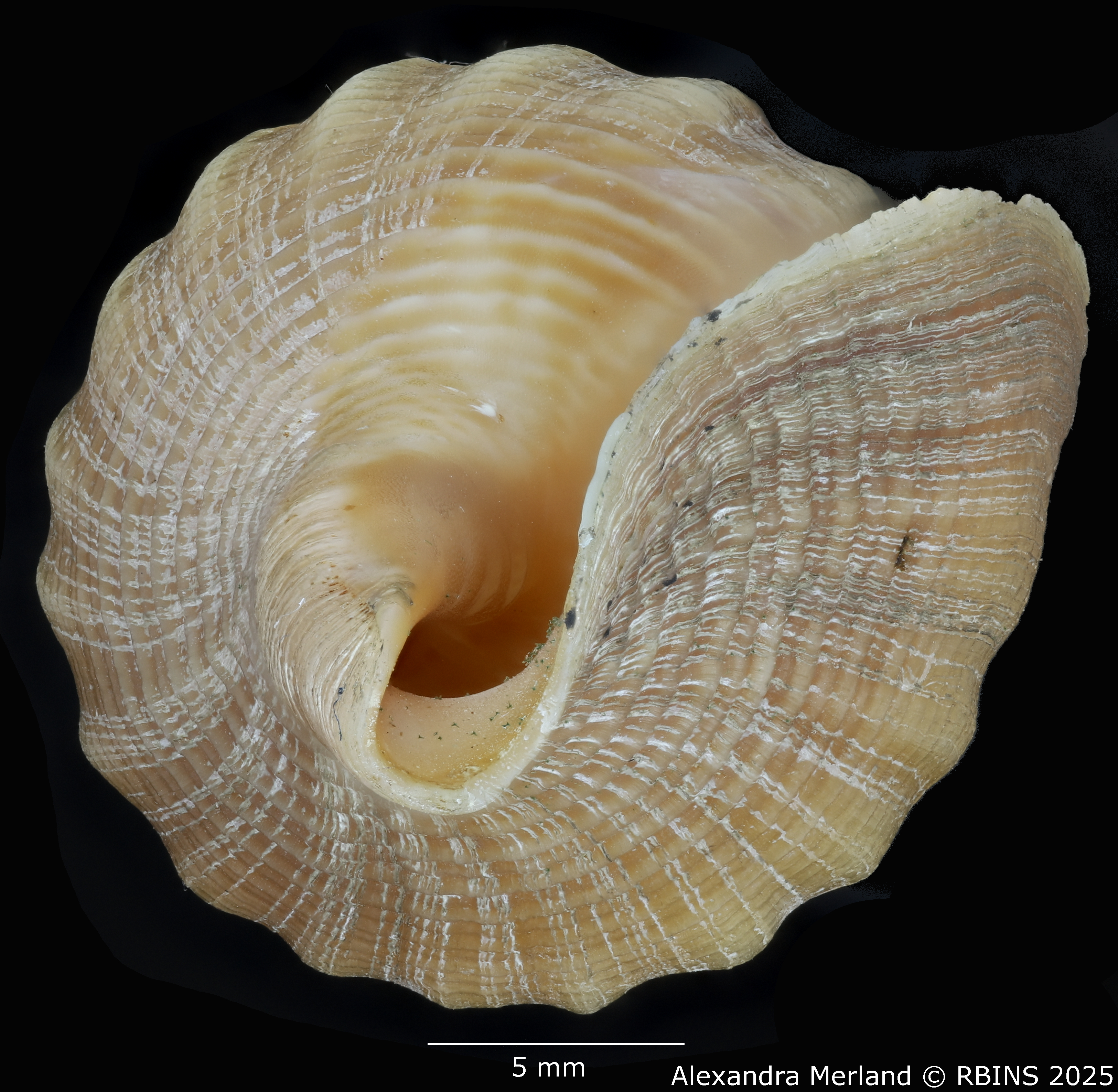 BE-RBINS-INV-MT-449-Fusivoluta-lemaitrei-ht-Top2.jpg