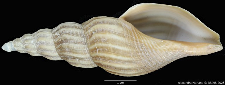 BE-RBINS-INV-MT-449-Fusivoluta-lemaitrei-ht-V.jpg BE-RBINS-INV-MT-449-Fusivoluta-lemaitrei-ht-V.jpg