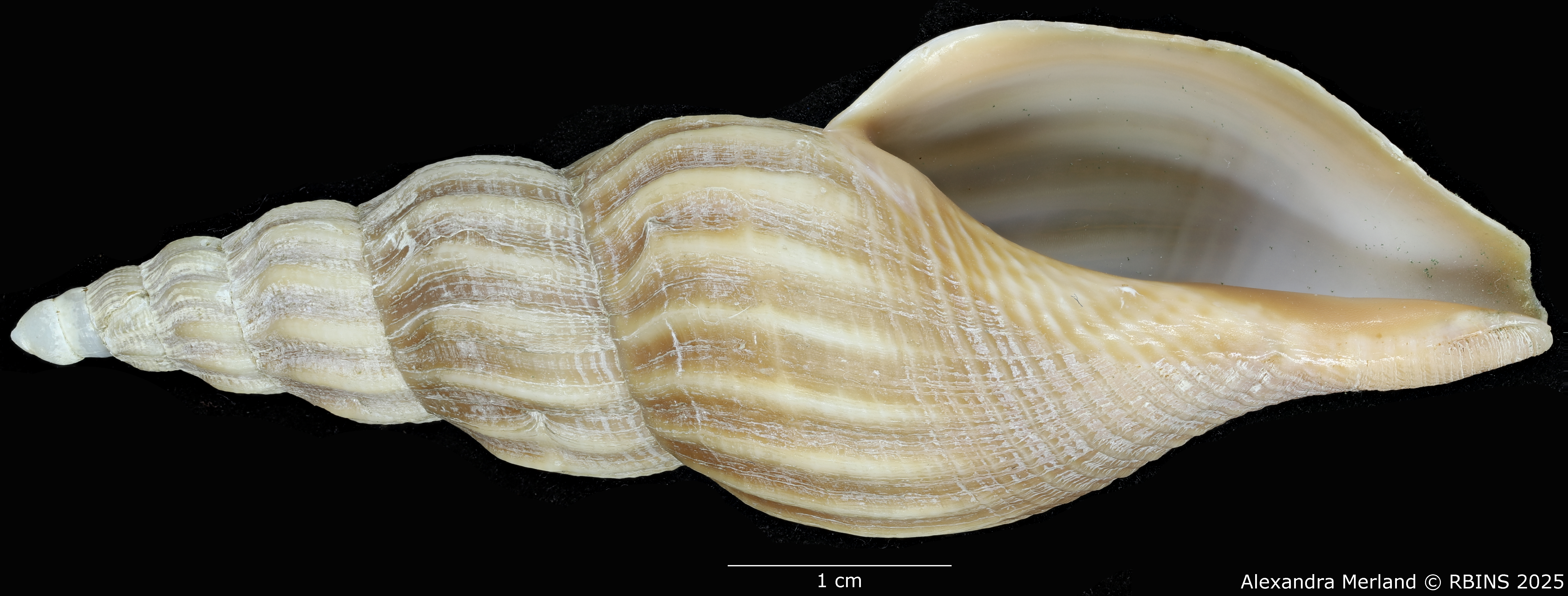 BE-RBINS-INV-MT-449-Fusivoluta-lemaitrei-ht-V.jpg