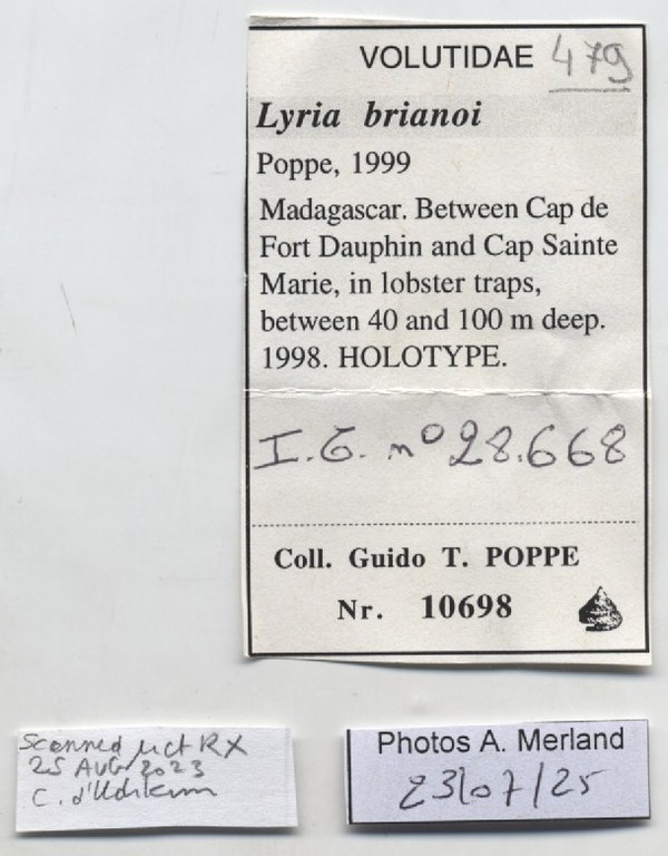 BE-RBINS-INV-MT-479-Lyria-brianoi-ht-label.jpg
