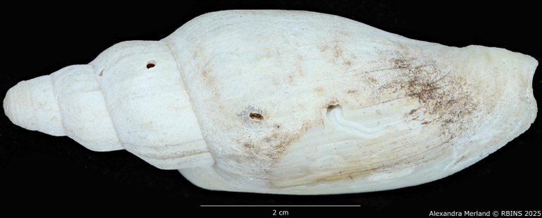 BE-RBINS-INV-MT-468-Notovoluta-hoskensae-ht-D.jpg BE-RBINS-INV-MT-468-Notovoluta-hoskensae-ht-D.jpg