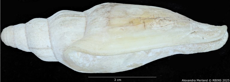 BE-RBINS-INV-MT-468-Notovoluta-hoskensae-ht-L.jpg BE-RBINS-INV-MT-468-Notovoluta-hoskensae-ht-L.jpg