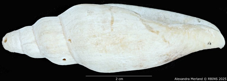 BE-RBINS-INV-MT-468-Notovoluta-hoskensae-ht-L2.jpg BE-RBINS-INV-MT-468-Notovoluta-hoskensae-ht-L2.jpg
