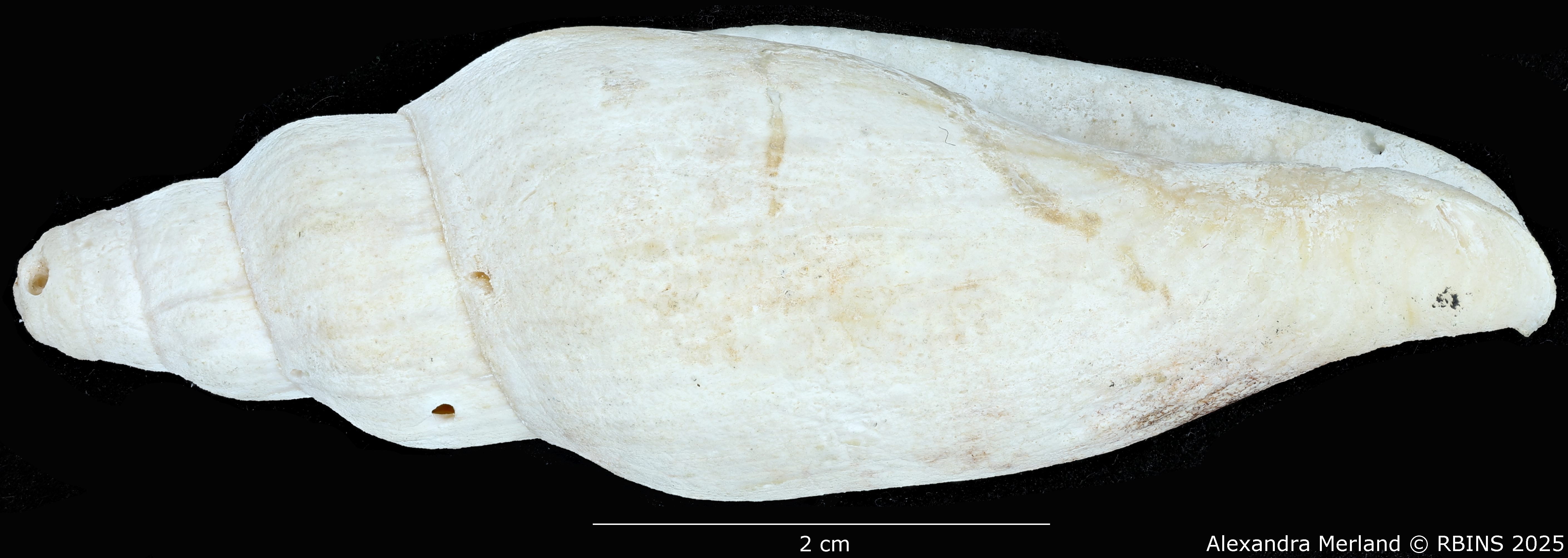 BE-RBINS-INV-MT-468-Notovoluta-hoskensae-ht-L2.jpg