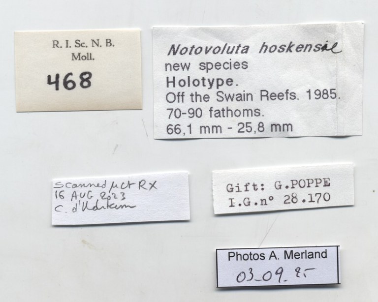 BE-RBINS-INV-MT-468-Notovoluta-hoskensae-ht-label.jpg BE-RBINS-INV-MT-468-Notovoluta-hoskensae-ht-label.jpg