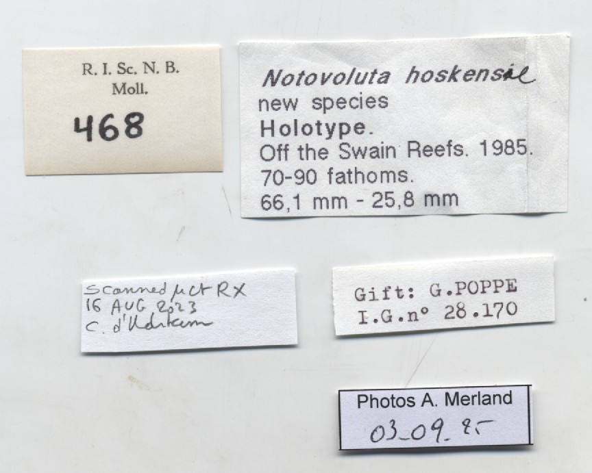 BE-RBINS-INV-MT-468-Notovoluta-hoskensae-ht-label.jpg