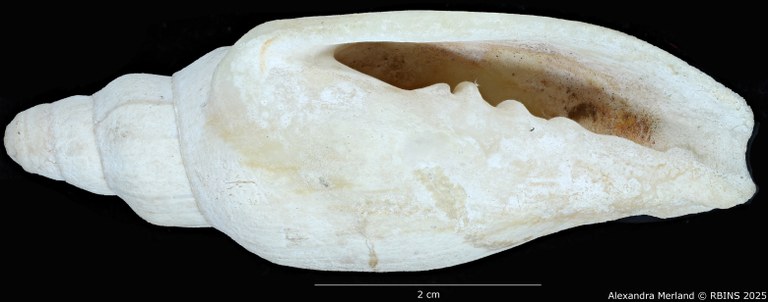 BE-RBINS-INV-MT-468-Notovoluta-hoskensae-ht-V.jpg BE-RBINS-INV-MT-468-Notovoluta-hoskensae-ht-V.jpg