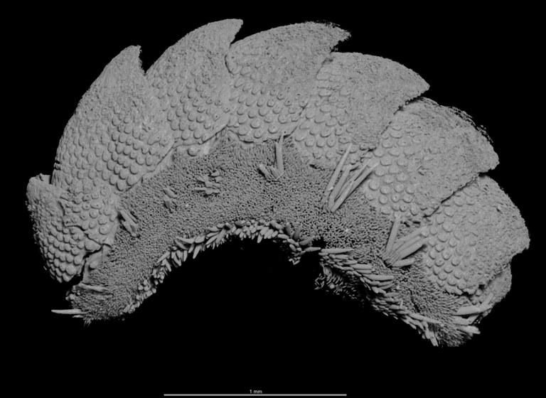 BE-RBINS-INV HOLOTYPE MT.2960/1 Acanthochiton minutus MICROCT XRE LATERAL.jpg