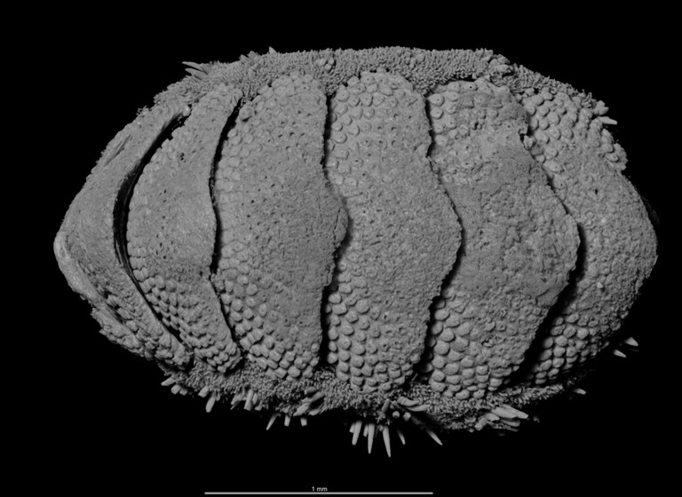 BE-RBINS-INV HOLOTYPE MT.2960/1 Acanthochiton minutus MICROCT XRE DORSAL.jpg